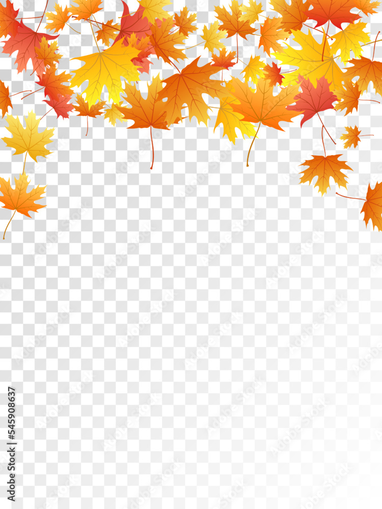 Maple leaves vector illustration, autumn foliage on transparent background. Maple leaves vector illustration, autumn foliage on transparent background.