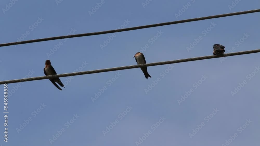 Collocalia Esculenta, Sriti Bird, Walet Bird, Collocalia vestita perched on wire cable Collocalia Esculenta, Sriti Bird, Walet Bird, Collocalia vestita perched on wire cable