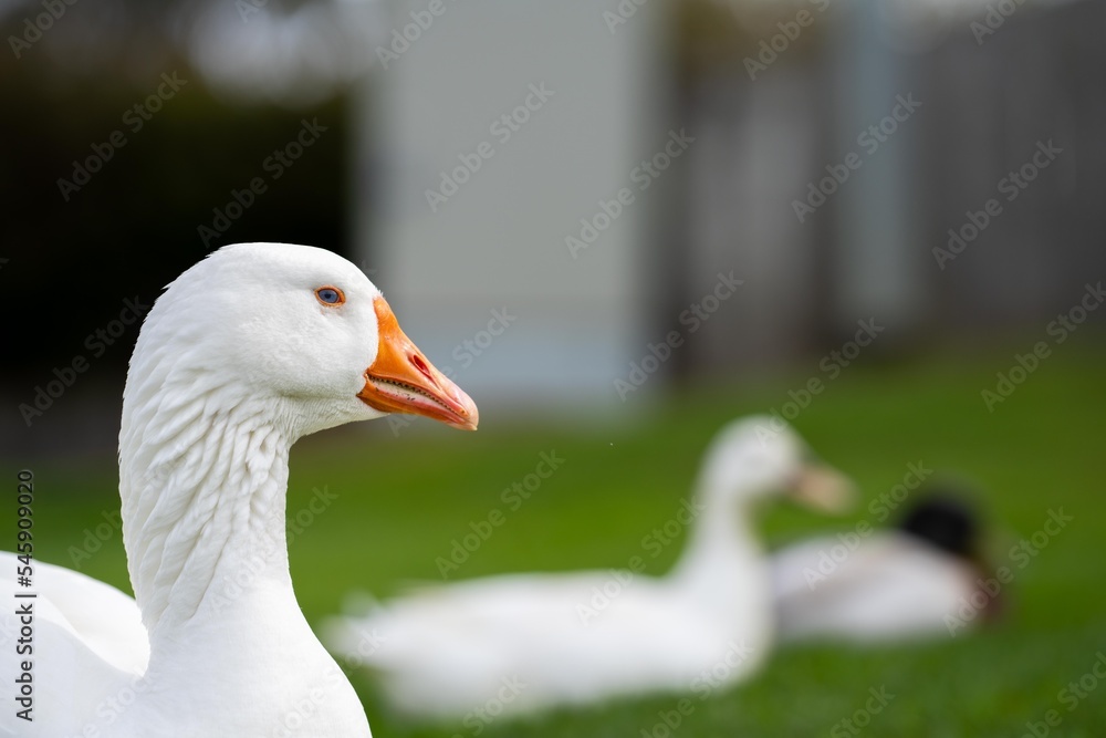goose and white geese in nature in the park goose and white geese in nature in the park