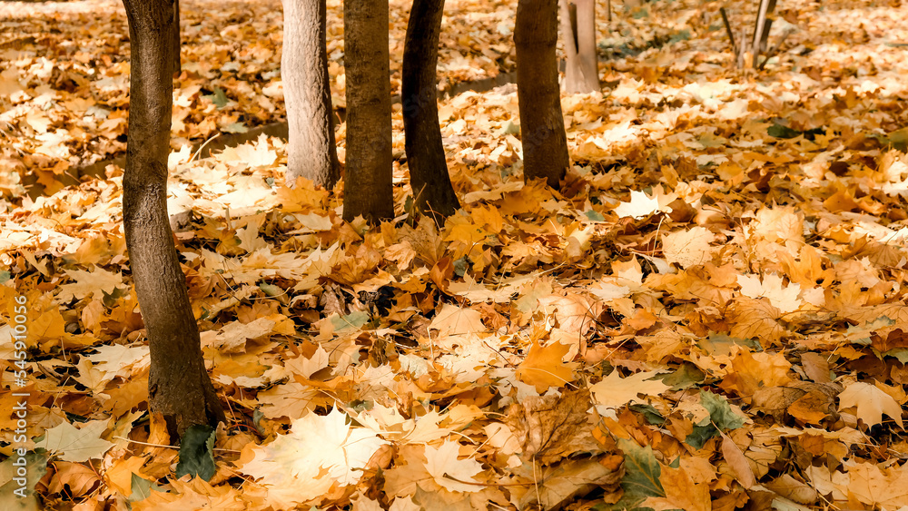 Autumn: colorful foliage in the park on a sunny day. Falling leaves natural background Autumn: colorful foliage in the park on a sunny day. Falling leaves natural background