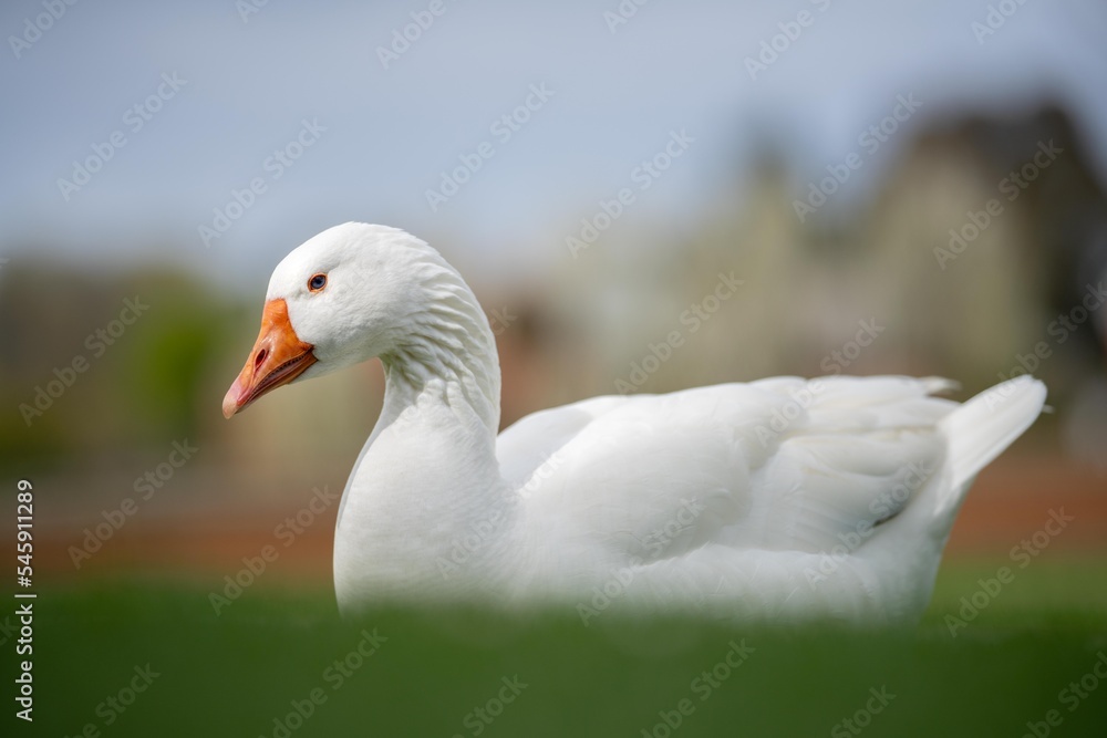 Fototapeta premium ducks and geese sleeping on a lake in spring
