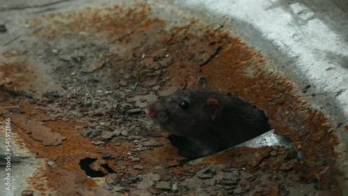 A rat in the city, crawls out of a hole and grabs food