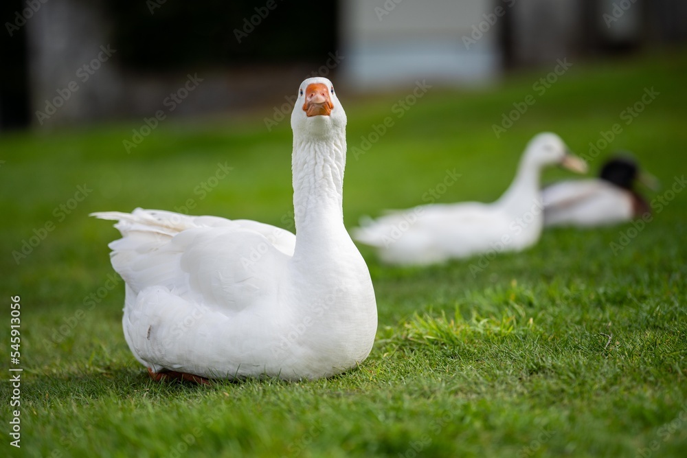 goose and white geese in nature in the park goose and white geese in nature in the park