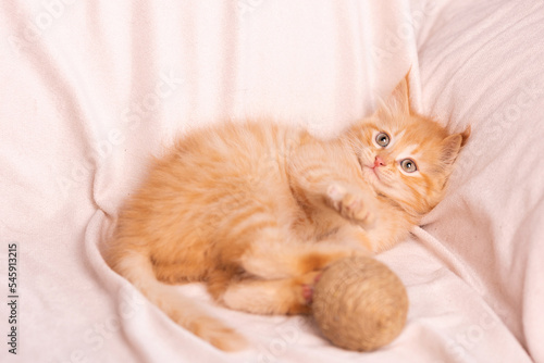 look of a cute, ginger kitten on a light background.