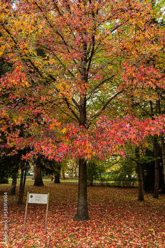 American storax tree on Margaret Island