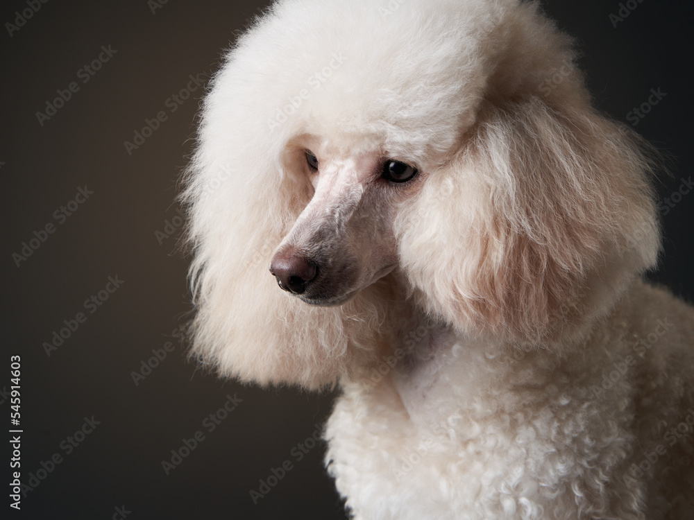 portrait of a white small poodle. dog on brown background. Beautiful pet