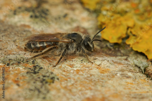 Closeup on a female Red-belied miner solitary bee , Andrena ventralis, sitting on wood