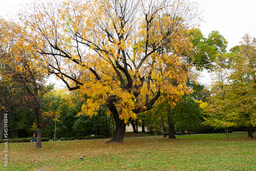 Eastern black walnut tree on Margaret Island