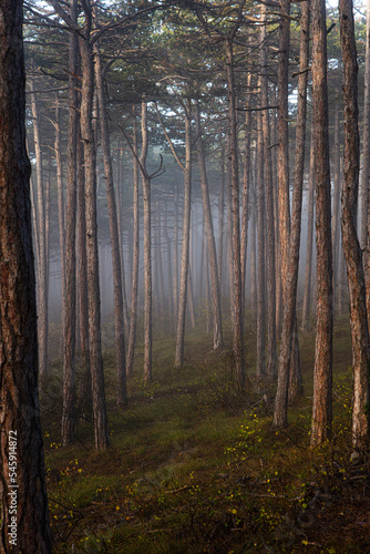 misty autumn forest in the morning © babaroga