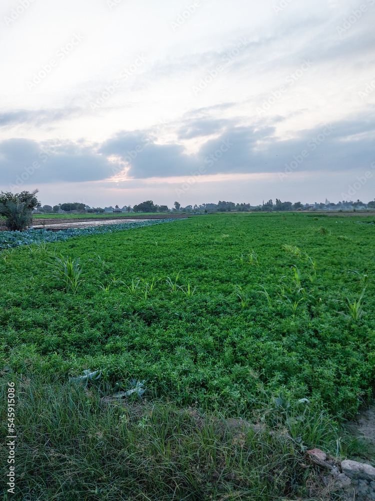 Obraz premium Sunset over green fields countryside - Egypt