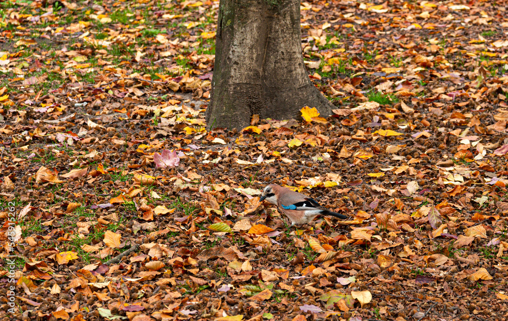 Garrulus glandarius, Eurasian jay bird outdoor Garrulus glandarius, Eurasian jay bird outdoor
