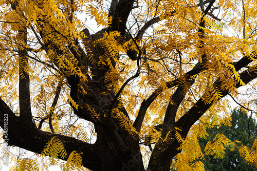 Eastern black walnut tree on Margaret Island
