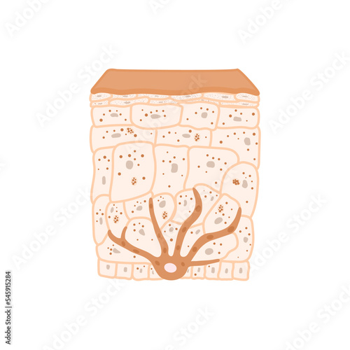 Melanin content and distribution in olive skin. Mid-tone pigmentation mechanism infographic diagram. Epidermis cross-section in closeup. Vector illustration.
