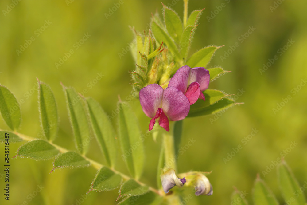 Colorful closeup on a purple pink common vetch, Vicia sativa, flower Colorful closeup on a purple pink common vetch, Vicia sativa, flower