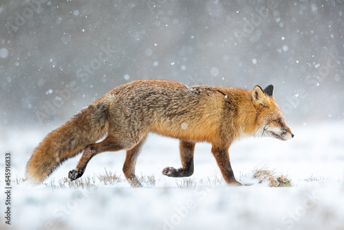 Mammals - European Red Fox  Vulpes vulpes 