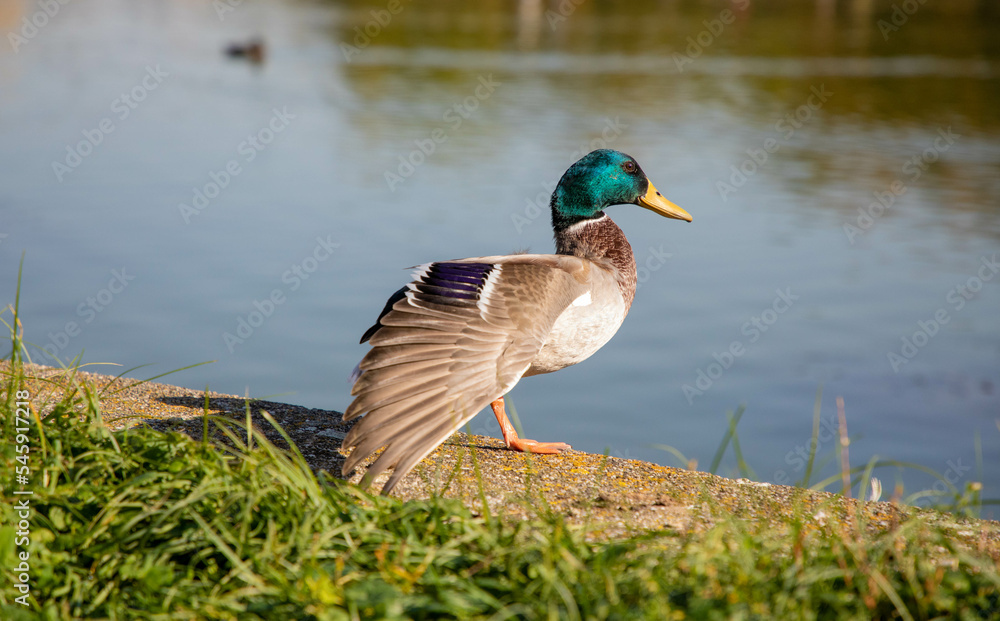 Fototapeta premium duck on the lake