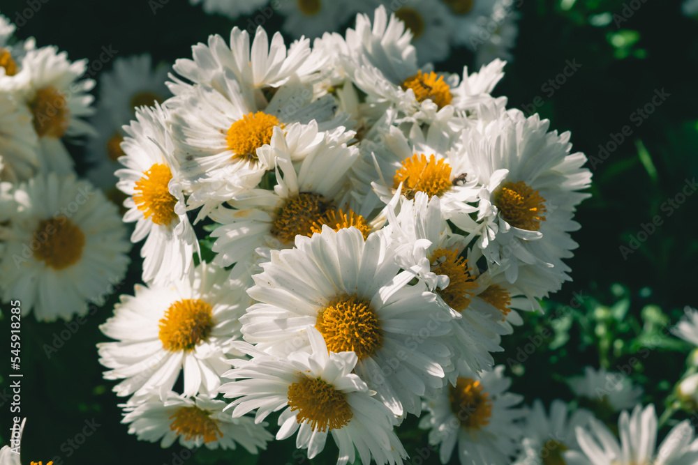 Obraz premium chrysanths