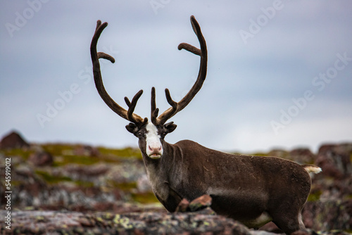 wild reindeer grazing on the ocean shore in the far north in norway, near nordcap, reindeer in the arctic, arctic wildlife