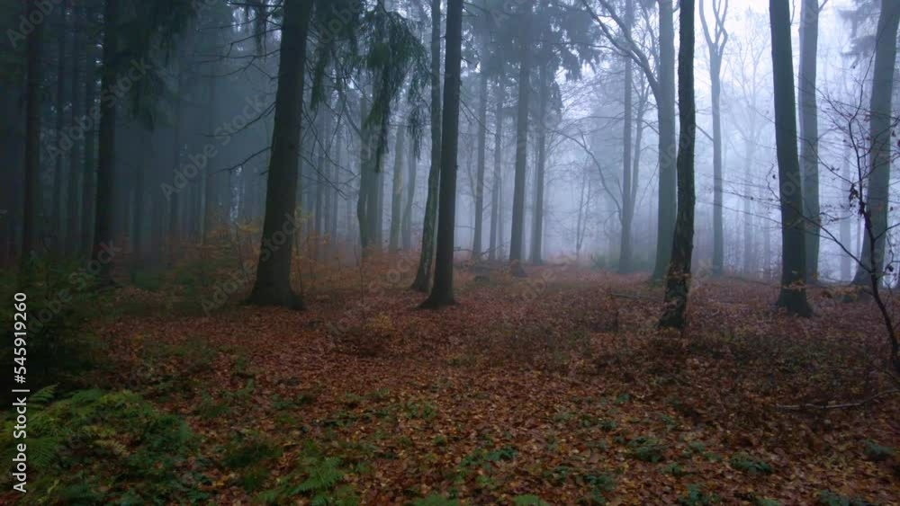 Deciduous forest on a cold morning covered with fog. Spooky mood in autumn nature. Fallen colorful leaves on the ground Deciduous forest on a cold morning covered with fog. Spooky mood in autumn nature. Fallen colorful leaves on the ground