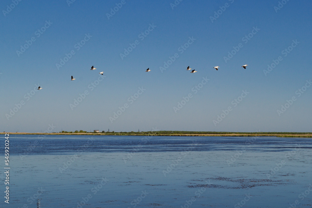 Pelicans flying over gulf landscape photo. Beautiful nature scenery photography with seascape on background. Idyllic scene. High quality picture for wallpaper, travel blog, magazine, article