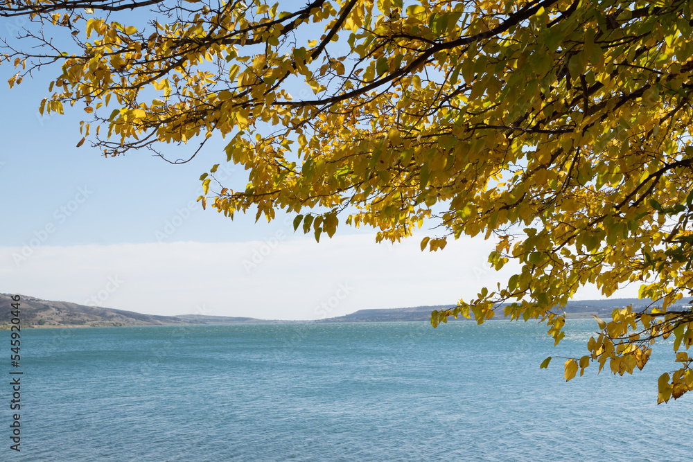 tree on the shore of lake