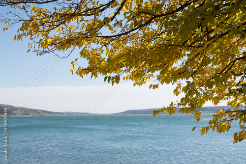 Fototapeta Naklejka Na Ścianę i Meble -  tree on the shore of lake