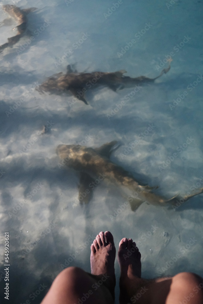 Fulidhoo, Maldives is famous for its large number of nurse sharks at beach during evening time.