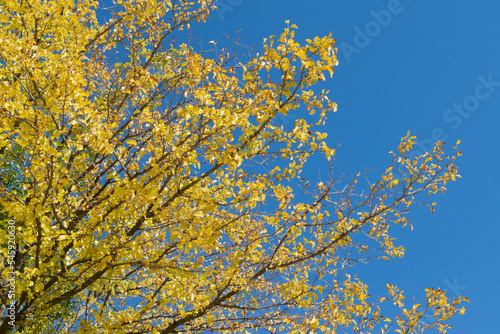 yellow leaves against sky