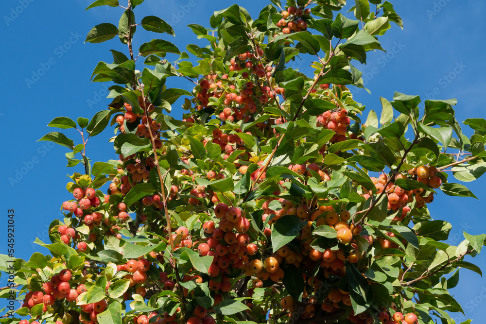 Siberian crab apple Siberian crab apple