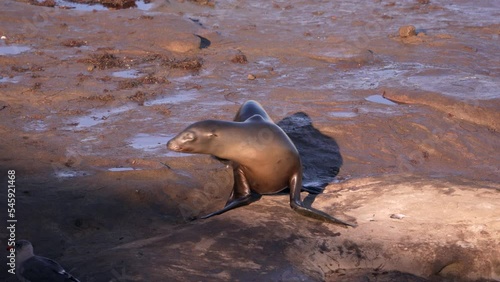 Wildlife in Super Slow Motion 4K 120fps: Sea Lion on the cliff of  La Jolla, San Diego, the U.S. photo