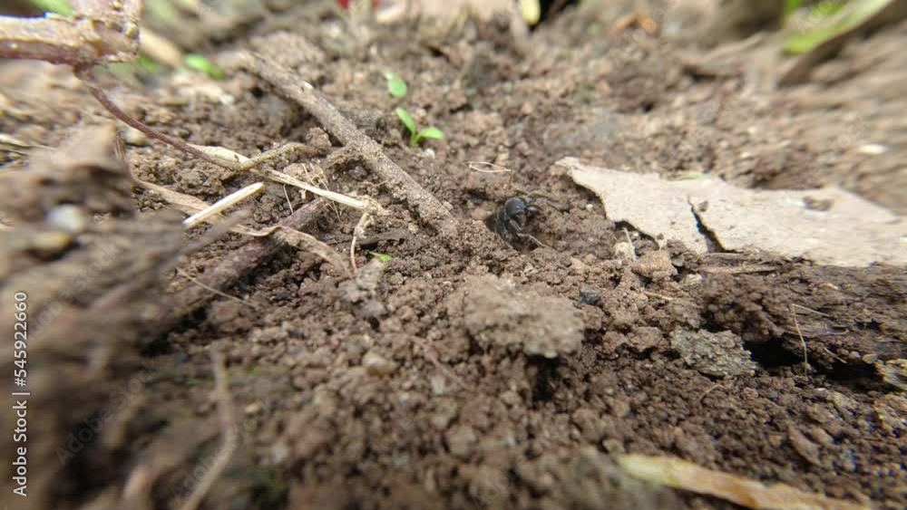 Black Ant carries the breadcrumbs to its nest in the ground Black Ant carries the breadcrumbs to its nest in the ground