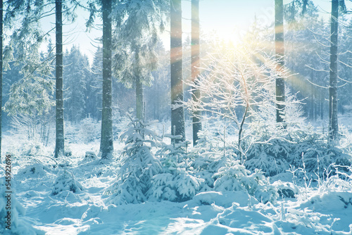 Winter landscape with forest and sun shines through snow covered trees.