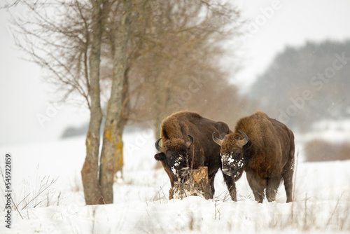 European bison - Bison bonasus in the Knyszyn Forest