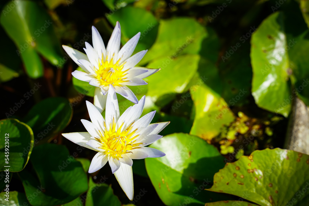 Beautiful lotus flowers that bloom in the morning sunlight