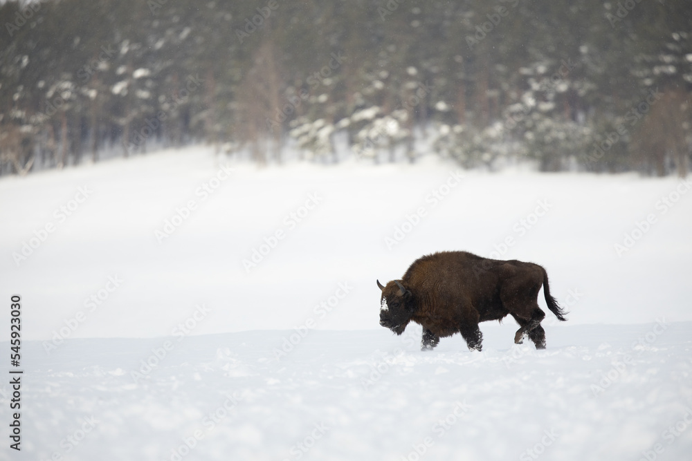 European bison - Bison bonasus in the Knyszyn Forest European bison - Bison bonasus in the Knyszyn Forest