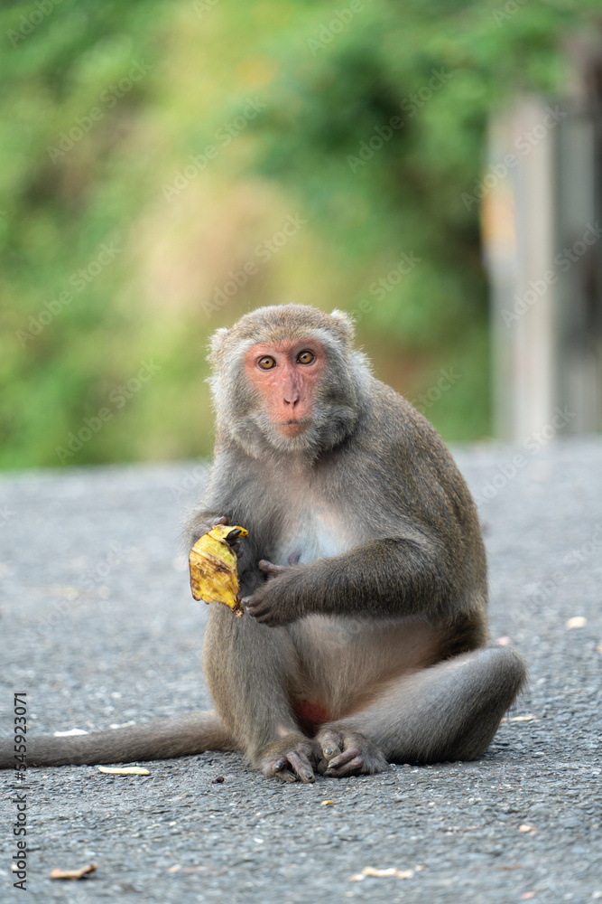Formosan macaque, Formosan rock monkey also named Taiwanese macaque in the wild.