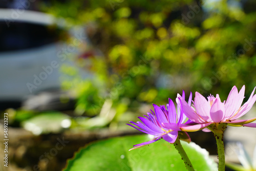 Beautiful lotus flowers that bloom in the morning sunlight