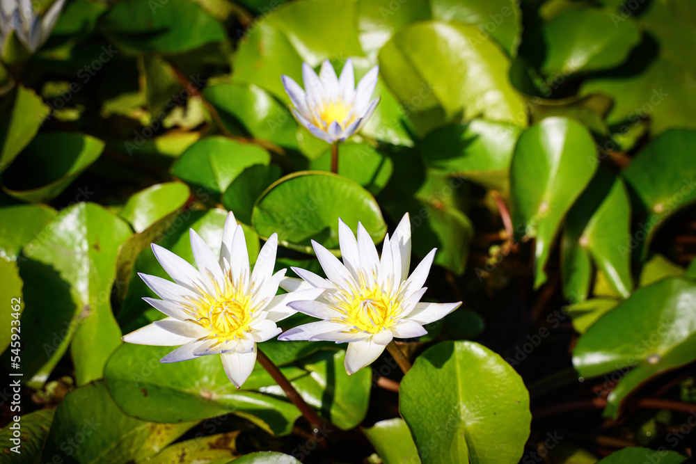 Beautiful lotus flowers that bloom in the morning sunlight Beautiful lotus flowers that bloom in the morning sunlight