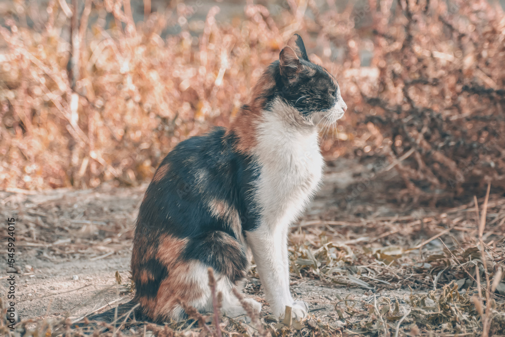 Portrait of a beautiful cat. Cat in nature Portrait of a beautiful cat. Cat in nature
