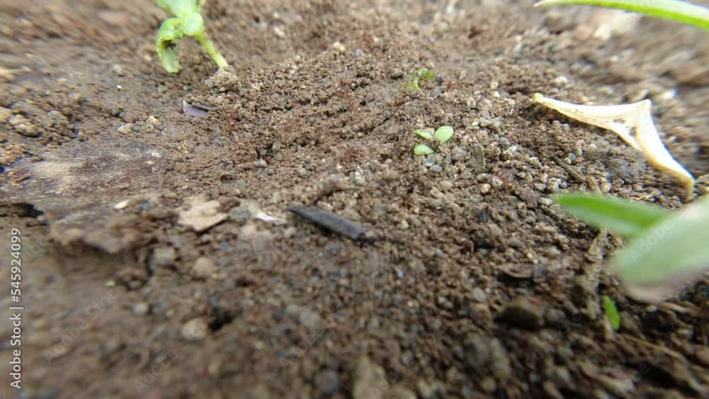 Black Ant carries the breadcrumbs to its nest in the ground Black Ant carries the breadcrumbs to its nest in the ground