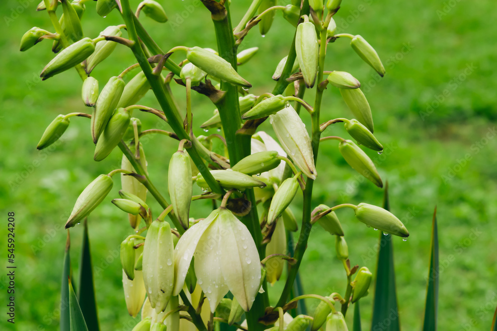 Fototapeta premium Yucca filamentosa