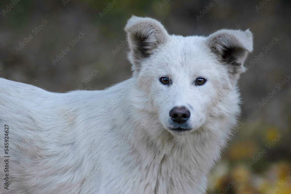 White dog in the autumn forest. Photo session of a dog in the forest among golden leaves. Dog portrait White dog in the autumn forest. Photo session of a dog in the forest among golden leaves. Dog portrait
