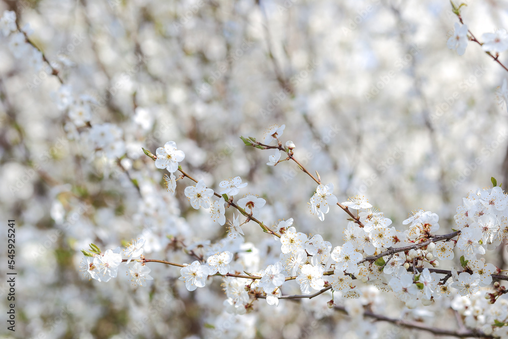 flowering branches in spring for a background with a copy of the text space flowering branches in spring for a background with a copy of the text space