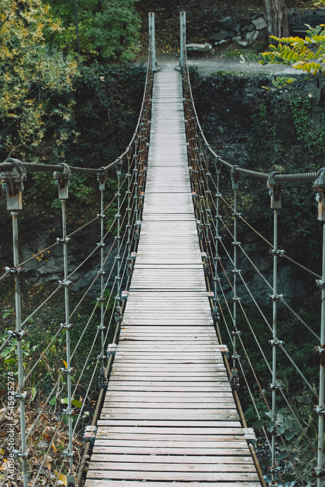 bridge in the forest