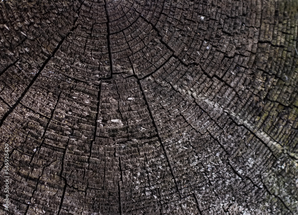 Fototapeta premium The surface of an old cracked tree stump with a small deep four-rayed slit in the center and wavy growth rings