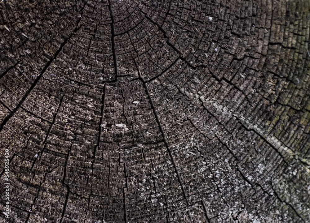 The surface of an old cracked tree stump with a small deep four-rayed slit in the center and wavy growth rings