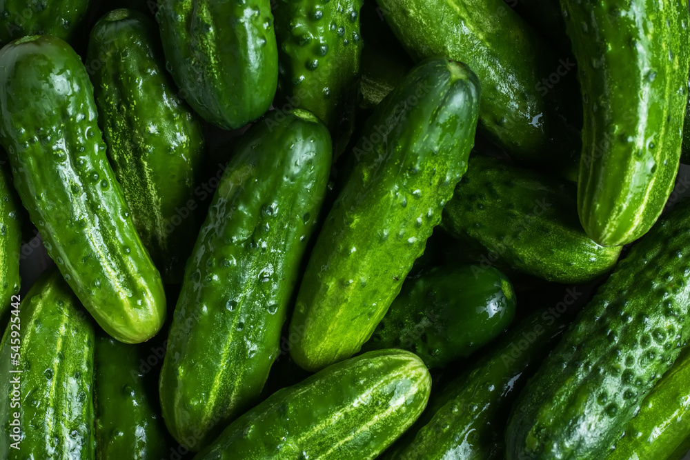 Fresh green cucumbers. Texture pattern background green cucumbers. Image fresh green cucumbers Fresh green cucumbers. Texture pattern background green cucumbers. Image fresh green cucumbers