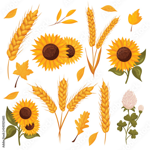 Autumn composition with leaves, wheat, sunflower and clover
