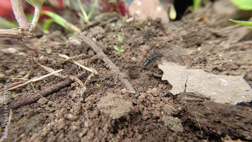 Wallpaper Mural Black Ant carries the breadcrumbs to its nest in the ground Torontodigital.ca