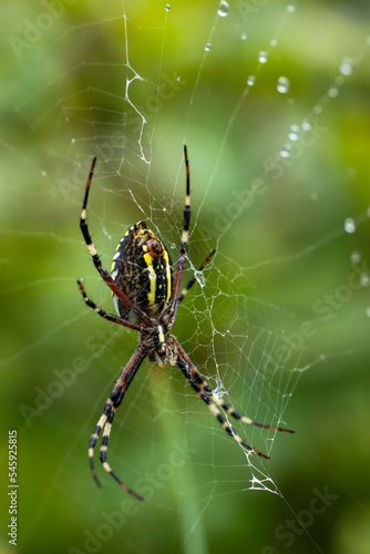 a spider in a web on a blurred natural green background. Selective focus. High quality photo